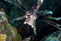Lionfish at Moalboal 